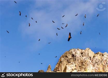 Flock of vultures flying in the Natural Park Monfrague