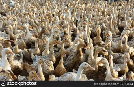 Flock of white duck, Mekong Delta, Vietnam has many domestic animal, livestock, grazing at field