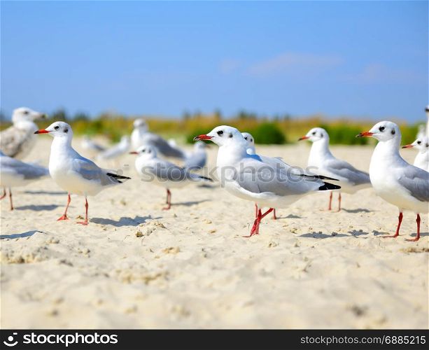 flock of white gulls walks along the sandy seashore on a summer day