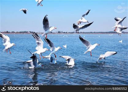 flock of white sea gulls flying over the water surface on a summer day