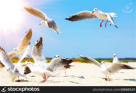 flock of white sea gulls on the sandy beach of the sea, summer day