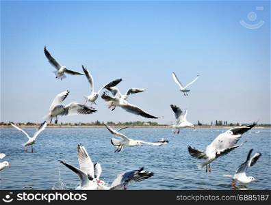 flock of white sea gulls, summer day