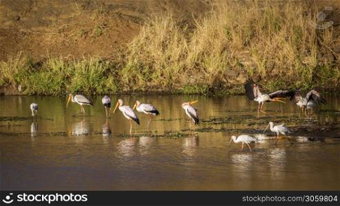 Flock of Yellow-Billed stork and african spoonbill at dawn in Kruger National park, South Africa ; Specie Mycteria ibis and Platalea alba. Yellow-Billed stork and african spoonbill in Kruger National park, South Africa