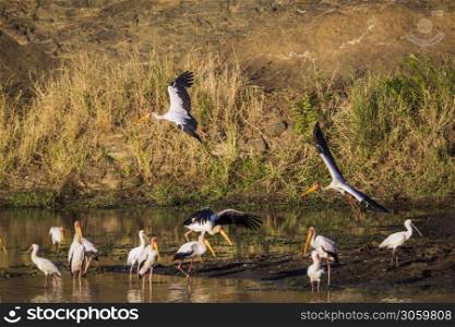 Flock of Yellow-Billed stork and african spoonbill at dawn in Kruger National park, South Africa ; Specie Mycteria ibis and Platalea alba. Yellow-Billed stork and african spoonbill in Kruger National park, South Africa