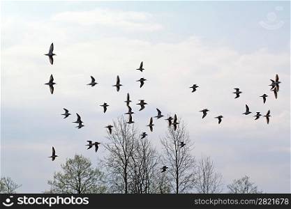 flock snipe on spring marsh
