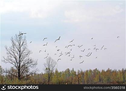 flock snipe on spring marsh