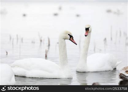 Flock swans swims in the pond. Wintering of wild birds in the city. Survival of birds, nature care, ecology environment concept, fauna ecosystem.. Flock swans swims in the pond. Wintering of wild birds in the city. Survival of birds, nature care, ecology environment concept, fauna ecosystem