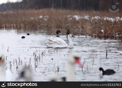 Flock swans swims in the pond. Wintering of wild birds in the city. Survival of birds, nature care, ecology environment concept, fauna ecosystem.. Flock swans swims in the pond. Wintering of wild birds in the city. Survival of birds, nature care, ecology environment concept, fauna ecosystem