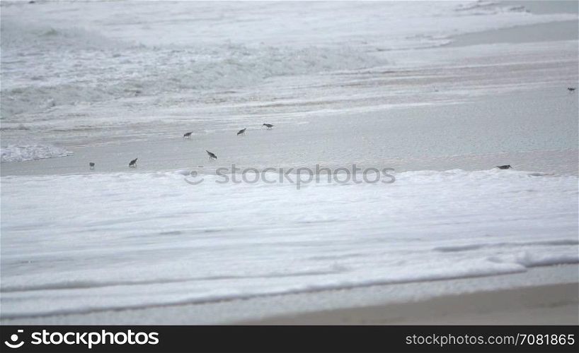 Flocks of tidal birds race along beach
