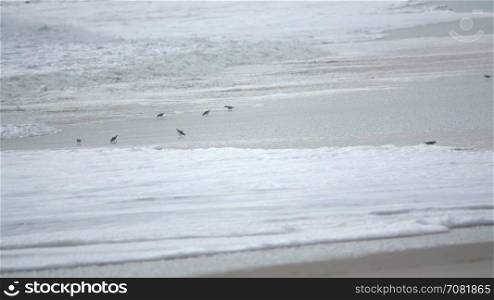 Flocks of tidal birds race along beach