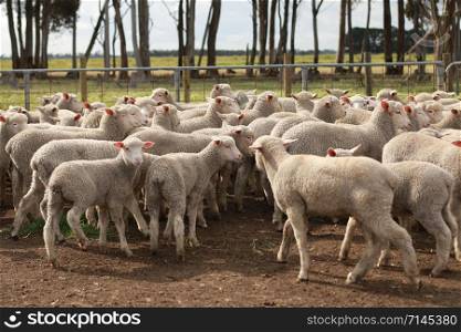 Flocks of young unshorn lambs seperated, in the sheep yards, from their parents, out the front of the shearing sheds waiting to be shorn, on a small family farm in rural Victoria, Australia