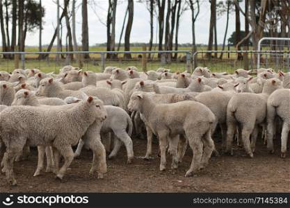Flocks of young unshorn lambs seperated, in the sheep yards, from their parents, out the front of the shearing sheds waiting to be shorn, on a small family farm in rural Victoria, Australia