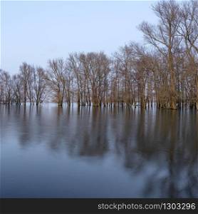 flooded forest in flood plains of river Waal in the netherlands at sundown