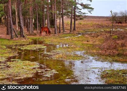 Flooded forest landscape with wild New Forest pony at edge of trees