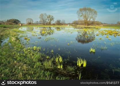 Flooded meadow and reflection of a tree in the water, spring day