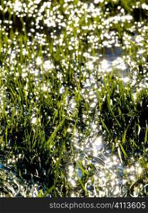 Flooded meadow with sun reflections