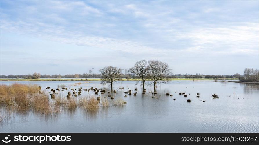 flooded trees in flood plains of river Waal in the netherlands