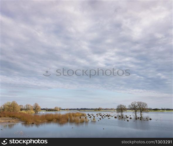 flooded trees in flood plains of river Waal in the netherlands