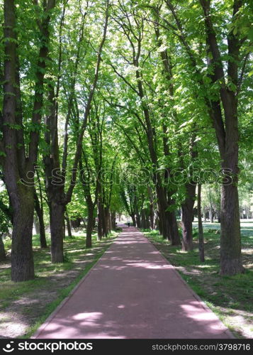 flooring walk among large trees