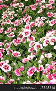 Flora a Bright Pink and White Flower Display Picture