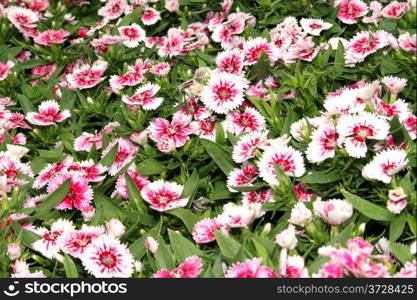 Flora a Bright Pink and White Flower Display Picture