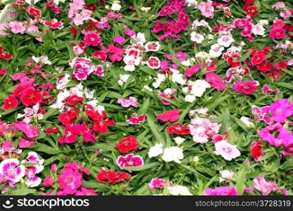 Flora a Bright Pink and White Purple Flower Display Picture
