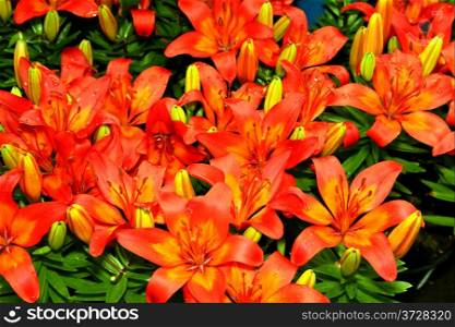 Flora a Bright Red Flower Display Picture