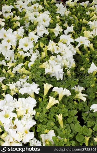 Flora a Bright White Flower Display Picture