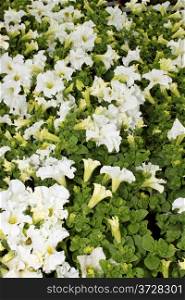 Flora a Bright White Flower Display Picture