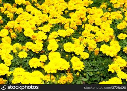 Flora a Bright Yellow Flower Display Picture