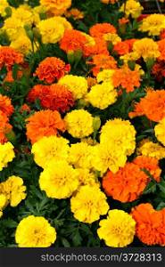 Flora a Bright Yellow Orange Red Flower Display Picture