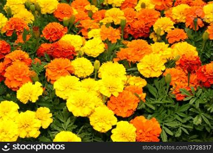 Flora a Bright Yellow Orange Red Flower Display Picture