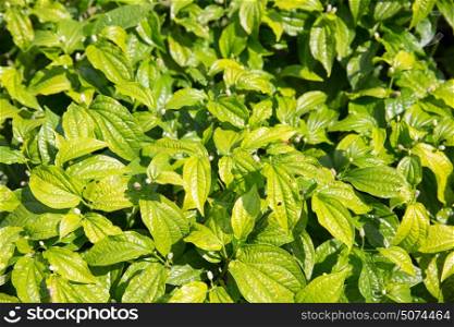 flora and nature concept - green plants on Sri Lanka. green plants on Sri Lanka