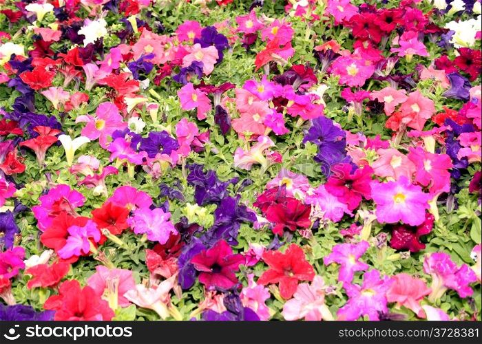 Flora Bright Colorful Purple Red and Pink Flower Display Picture