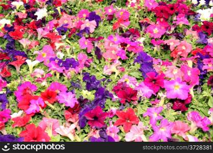 Flora Bright Colorful Purple Red and Pink Flower Display Picture