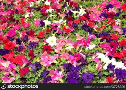 Flora Bright Colorful White Purple Red and Pink Flower Display Picture