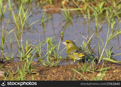 Flora (Chloris chloris) is a passerine bird from the finch family (Fringillidae).