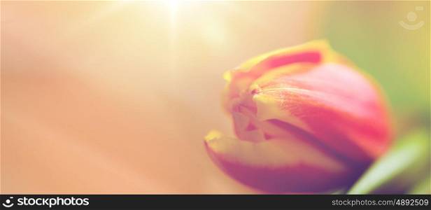 flora, gardening and plant concept - close up of tulip flower