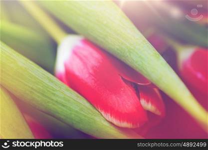 flora, gardening and plant concept - close up of tulip flowers