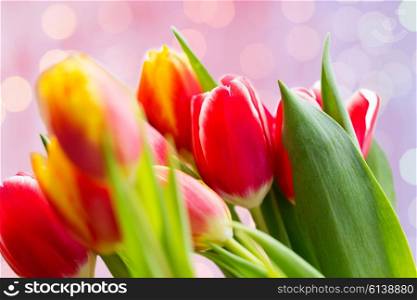 flora, gardening and plant concept - close up of tulip flowers