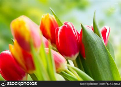flora, gardening and plant concept - close up of tulip flowers. close up of tulip flowers