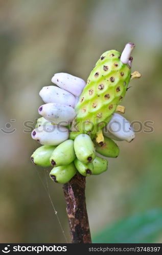 Flora in Thailand, fruit of Amorphophallus campanulatus in forest of Thailand