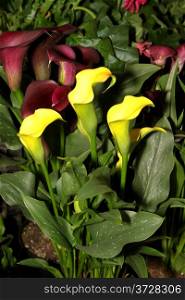 Flora Picture of Bright Yellow Arum Lily Flowers