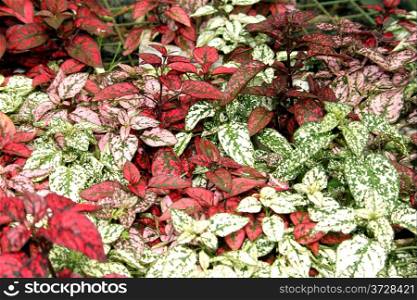 Flora Pink Green Red Ground Cover Leaves Display Picture