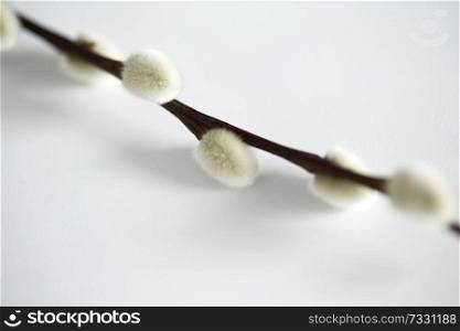 flora, plants and easter concept - close up of pussy willow branch on white background. close up of pussy willow branch on white 