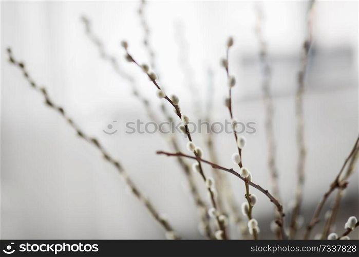 flora, plants and easter concept - close up of pussy willow branches indoors. close up of pussy willow branches indoors