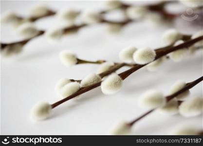 flora, plants and easter concept - close up of pussy willow branches on white background. close up of pussy willow branches on white