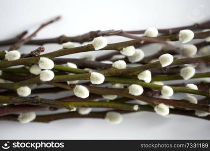 flora, plants and easter concept - close up of pussy willow branches on white background. close up of pussy willow branches on white 