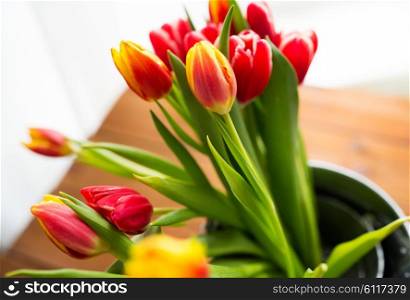flora, spring, gardening and plant concept - close up of tulip flowers in tin bucket on wooden table at home