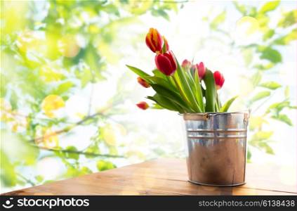 flora, spring, gardening and plant concept - close up of tulip flowers in tin bucket on wooden table over green natural background